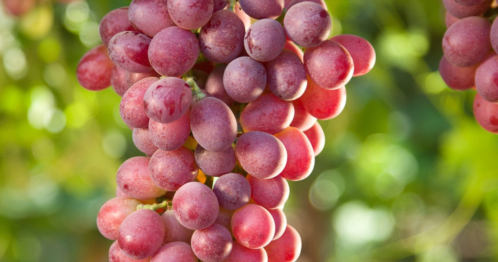 Red Seedless Table Grapes
